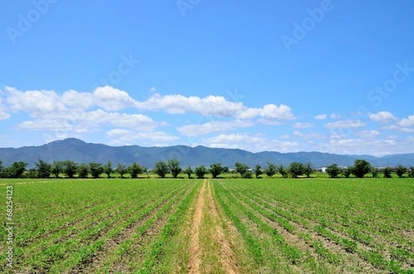 Fototapeta 田園風景