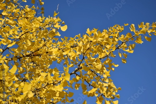 Fototapeta イチョウ