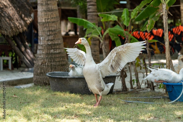 Fototapeta A goose with its wings spread wide stands in a sandy area, bathed in sunlight. Embodying freedom and vitality under the soft daylight.