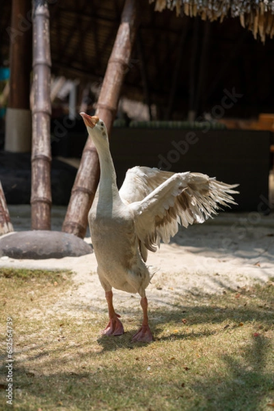 Fototapeta A goose with its wings spread wide stands in a sandy area, bathed in sunlight. Embodying freedom and vitality under the soft daylight.