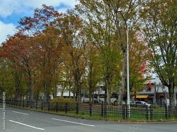 Obraz 京都の紅葉