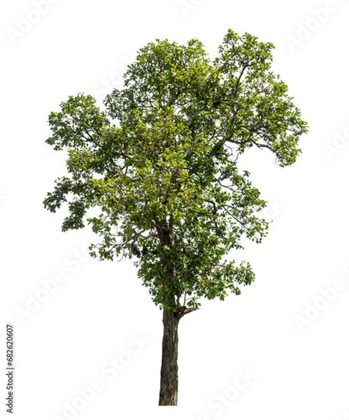 Fototapeta Tree isolated on transparent background with clipping path  and alpha channel.
