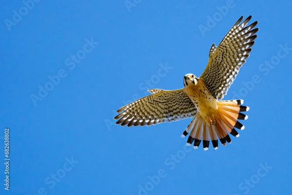 Fototapeta American Kestrel Hovers Over Photographer Prey