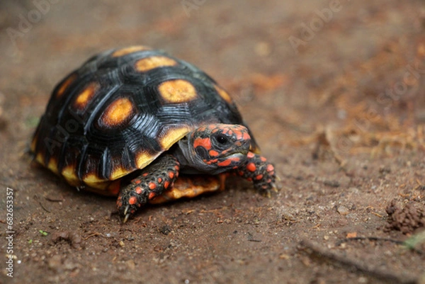 Fototapeta Cute small baby Red-foot Tortoise in the nature,The red-footed tortoise (Chelonoidis carbonarius) is a species of tortoise from northern South America