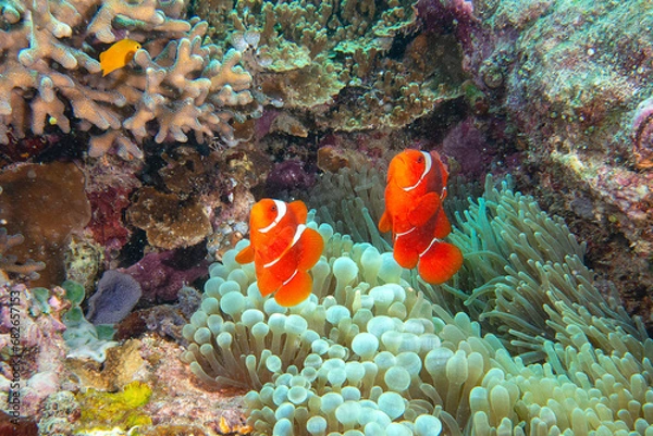 Obraz Two spine-cheeked anemone fish or maroon clownfish dancing over anemone-tentacles, Bali