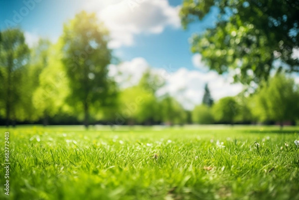 Fototapeta a close up of grass and trees