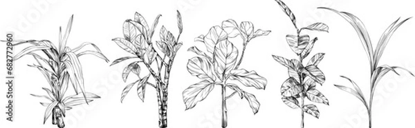 Fototapeta Illustration of a tropical plant set. Hand drawn botanical illustration isolate on white collection.