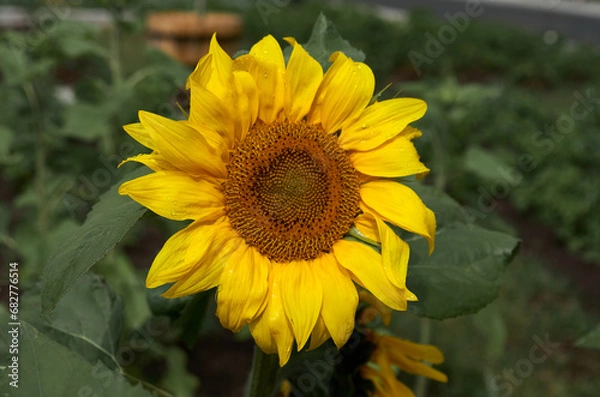 Obraz Sunflower flower close up