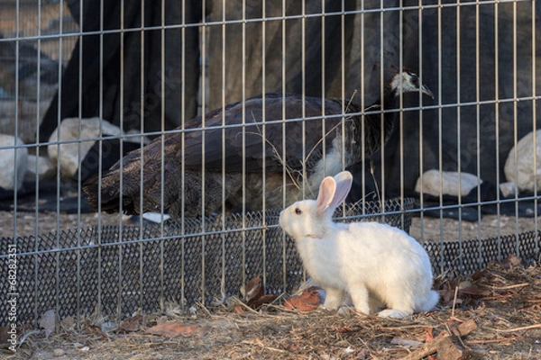 Obraz White rabbit is considering a peacock