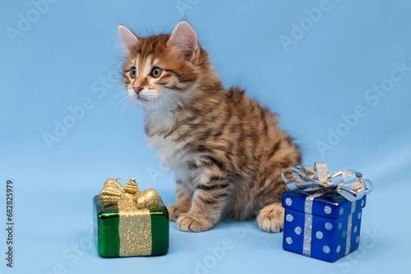 Fototapeta A lonely British kitten celebrates the new year, a kitten of the breed "British" on a blue background, a kitten with Christmas toys on a blue background