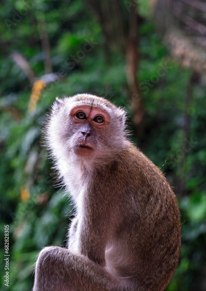 Fototapeta Kuala Lumpur Macaques