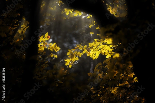 Obraz Le foglie in autunno in Umbria