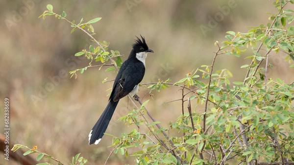 Fototapeta A Jacobin cuckoo close up