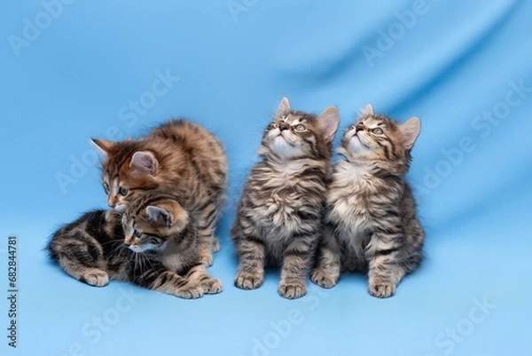Fototapeta funny,  kittens,  with Christmas toys, some cute British kittens playing on a blue background, funny kittens celebrating the new year
