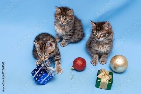 Fototapeta funny,  kittens,  with Christmas toys, some cute British kittens playing on a blue background, funny kittens celebrating the new year