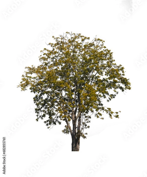 Fototapeta isolated tree.