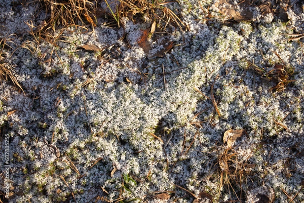 Obraz Green grass covered with first snow. 