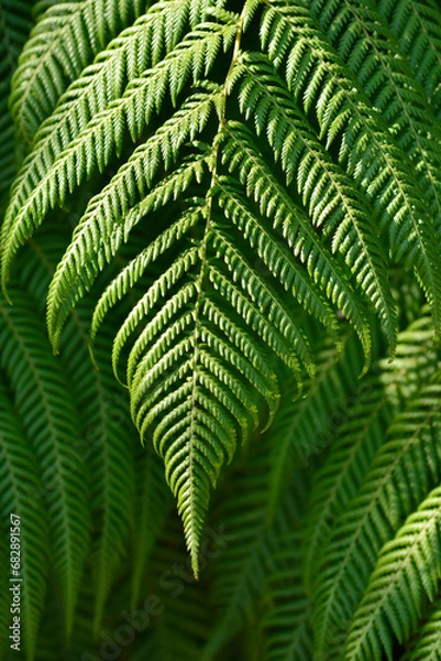 Fototapeta Soft tree fern leaves