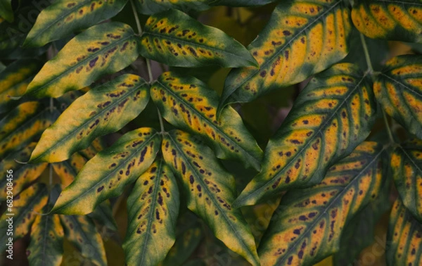 Obraz leaves background