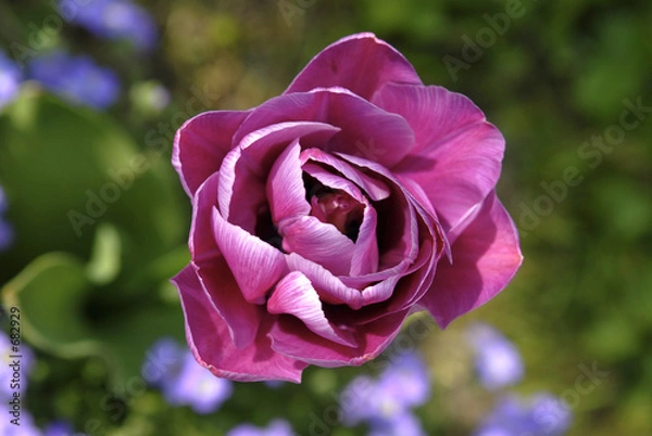 Obraz tulipe mauve 2