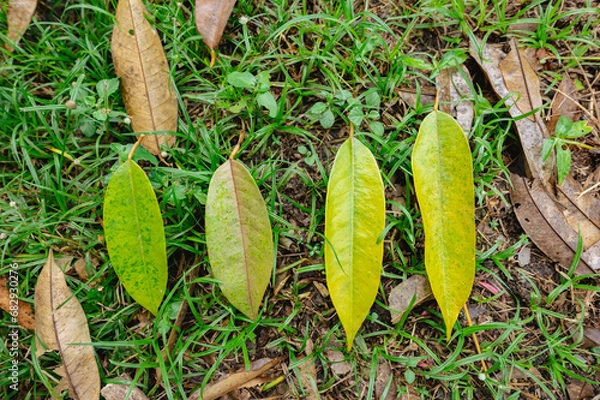 Fototapeta Yellow leaf durian on ground in the garden, problem of agriculture in Thailand, Plant diseases, small to big size