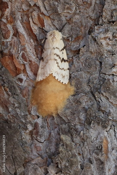 Obraz female spongy moth with its clutch of eggs