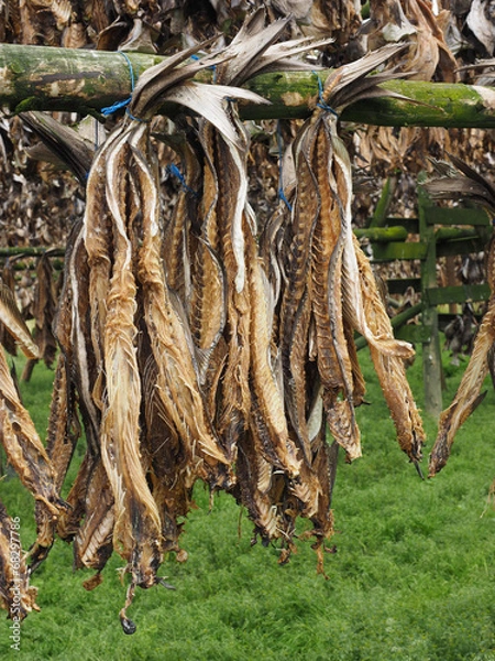 Obraz Drying fish, Iceland
