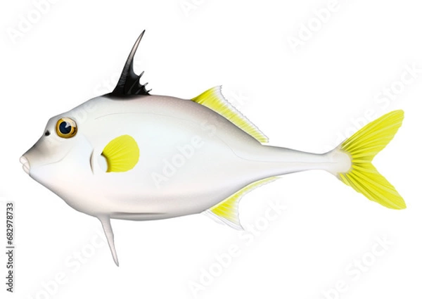 Obraz ギマ　魚イラスト