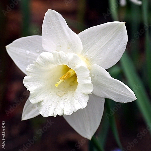 Obraz narcissus.