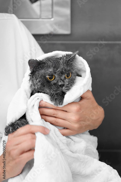 Obraz Girl holding a funny wet gray cat wrapped in a towel after bathing, pet hygiene