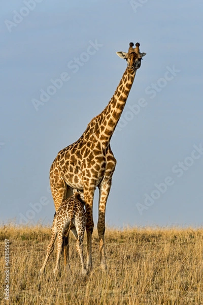 Obraz Kenia-Griaffe-19303