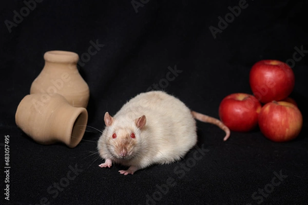 Obraz beige brown rat and apples on black background