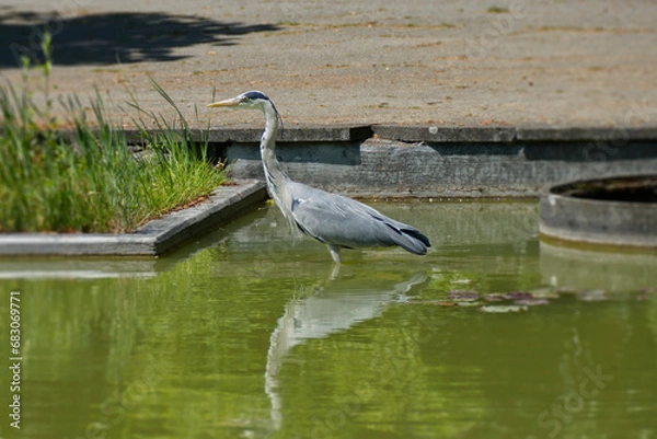 Obraz Grey Heron (Ardea cinerea) standing in a pond in Zurich, Switzerland