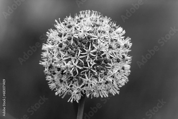 Obraz Allium