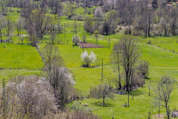 Obraz Mountain fieldscape with trees
