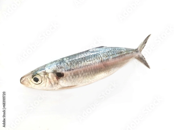 Obraz fresh sardine fish on white background