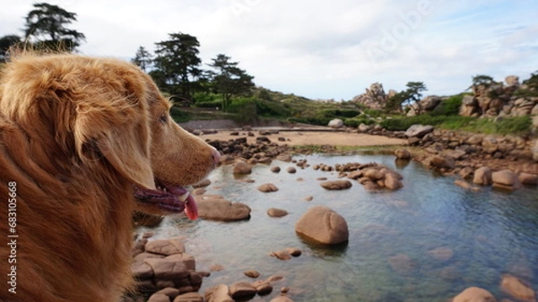 Obraz nova duck tolling retriever