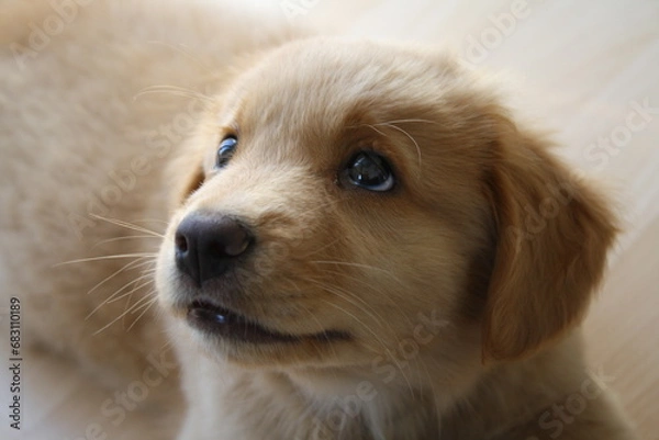 Fototapeta nova duck tolling retriever