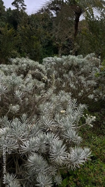 Obraz edelweiss flower