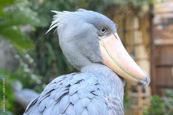 Obraz ハシビロコウ