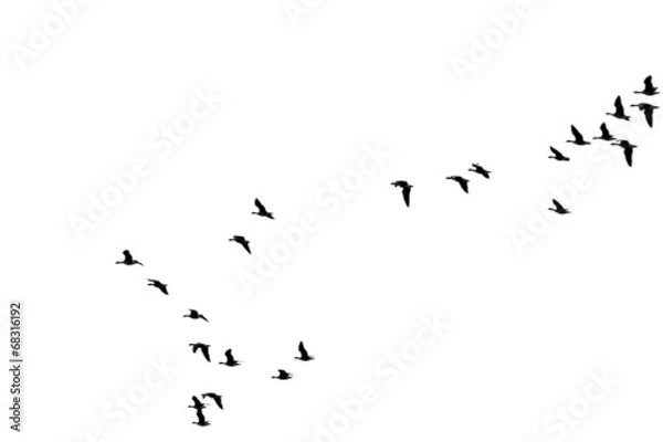 Obraz Roju dzikie gęsi