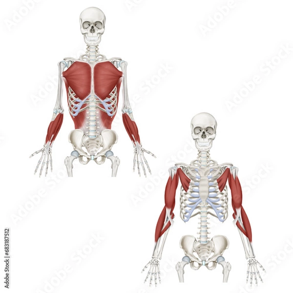 Obraz Medical illustration to explain anatomy trains front arm line