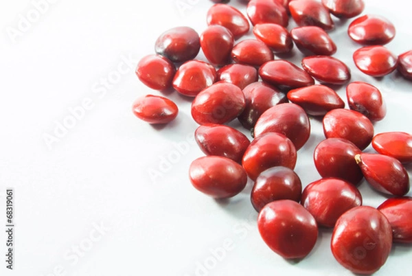 Obraz Poisonous plants