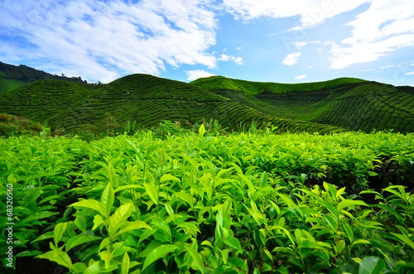 Fototapeta Tea Plantation Fields