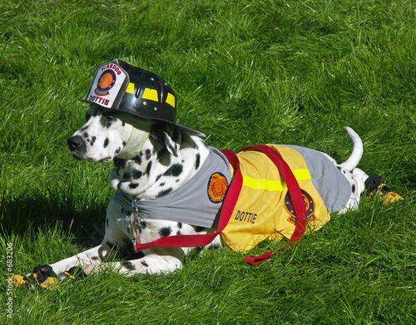 Obraz dalmatyńczyk - maskotka straży pożarnej