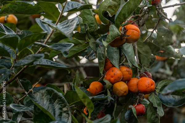 Obraz Persimmon tree fresh fruit that is ripened hanging on the branches in plant garden. Juicy fruit and ripe fruit with persimmon trees lovely crisp juicy sweet in Dalat city, Vietnam