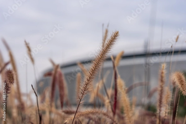 Obraz The main venue of the Chengdu Universiade