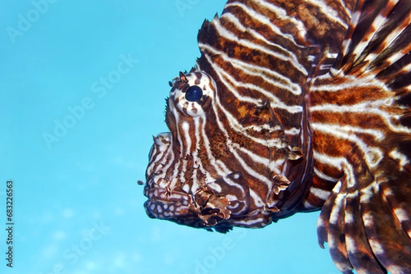 Fototapeta Common lionfish / Devil firefish - Pterois miles