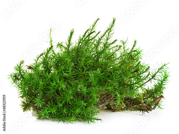 Obraz Green moss isolated on white background