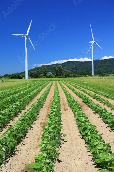 Fototapeta 畑にそびえる風車